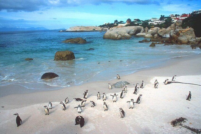 Cape Town Private, Cape point Penguin Tour