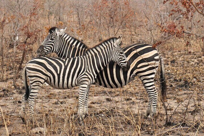 4 Day All Incl. Private Kruger Park Safari Incl. Transfer From Johannesburg