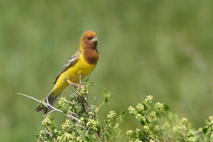 Trekking in Aksu-Zhabagly nature reserve (2 days)