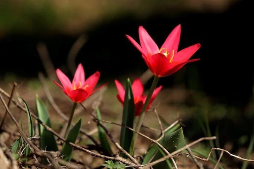 Trekking in Aksu-Zhabagly nature reserve (2 days)
