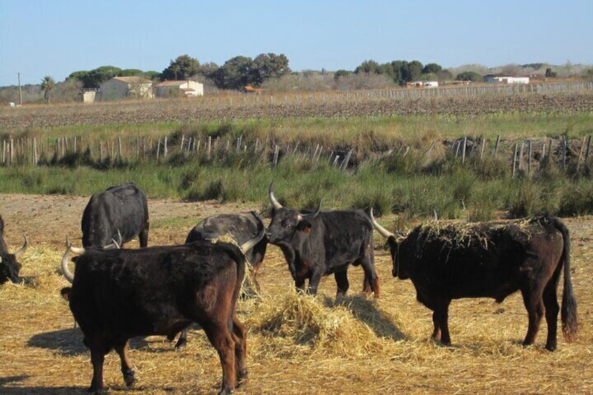 Bulls of Camargue.