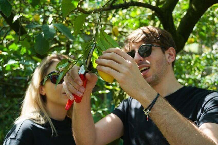 Sorrento's Limoncello Tour: Harvest the Lemons and Sip the Liquer