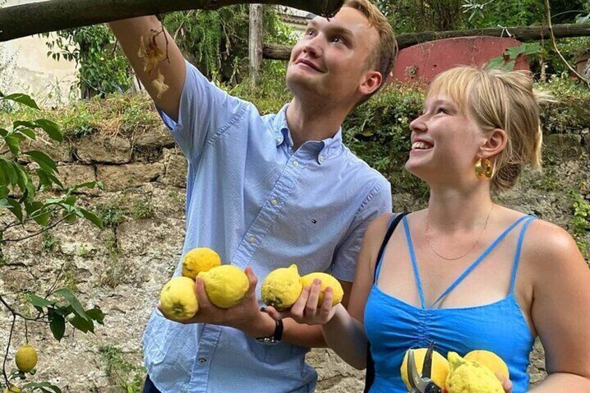 Sorrento's Limoncello Tour: Harvest the Lemons and Sip the Liquer