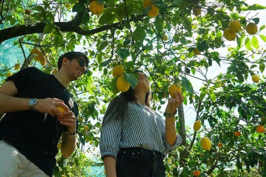 Authentic Lemon Experience at a Local Farm in Sorrento with Tour