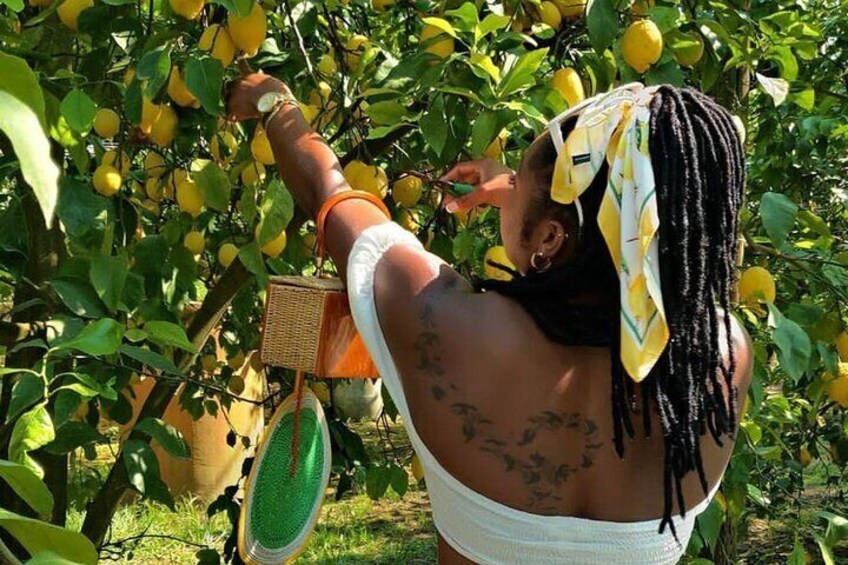 Authentic Lemon Experience at a Farm in Sorrento with Tastings