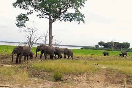3 Days Safari to Nyerere National Park (Selous Game Reserve)