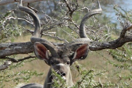 5 Days Budget Safari to Nyerere NP (Selous GR) and Mikumi NP
