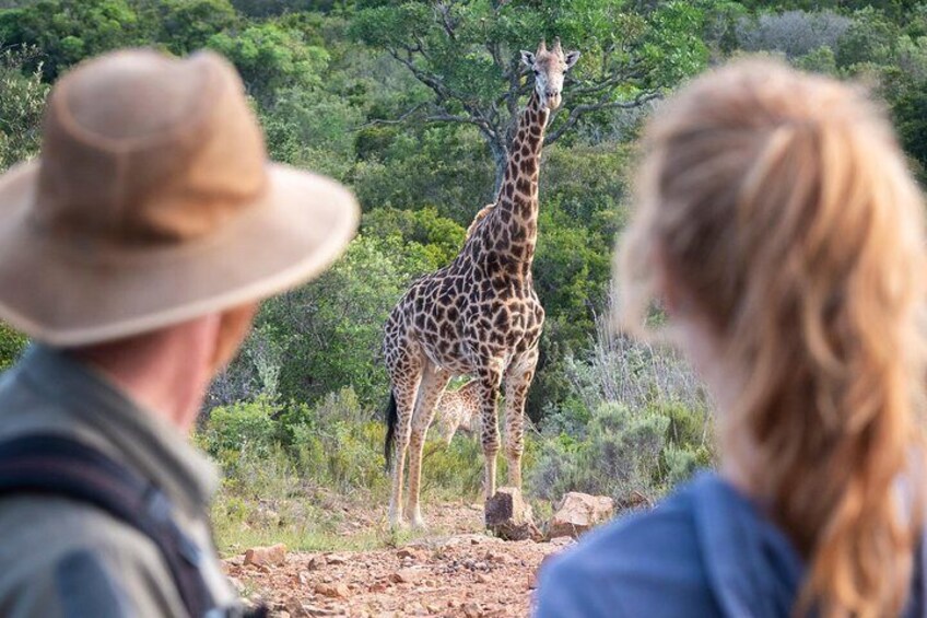 Giraffe Walking Safari
