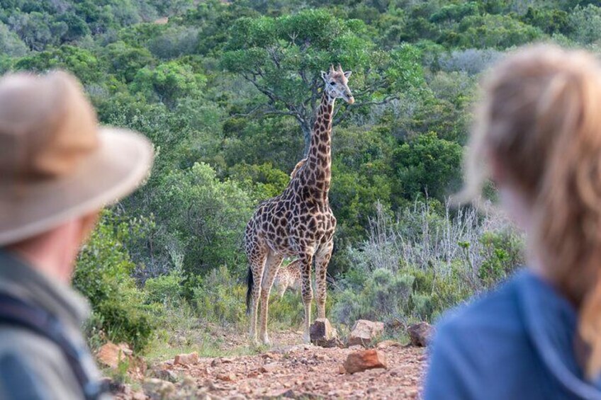 Giraffe Walking Safari