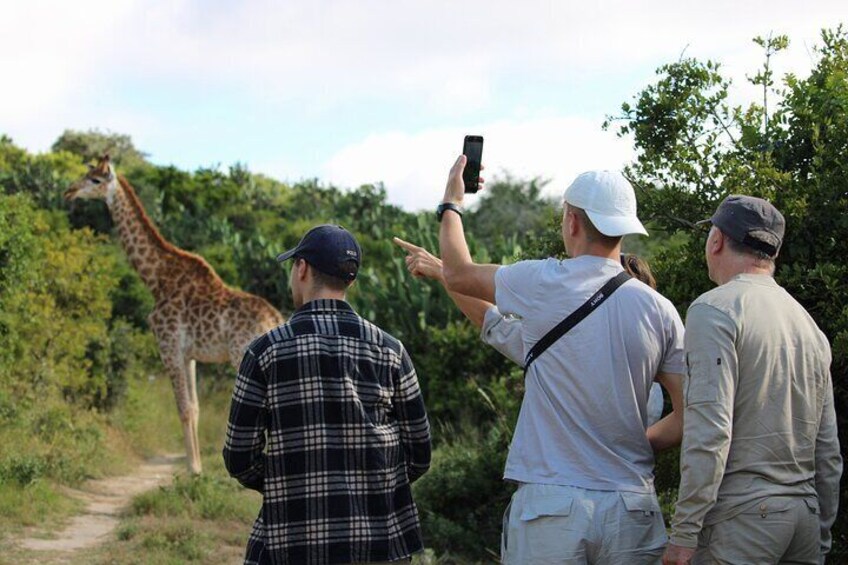 Travelers on foot tracking Giraffe, with expert guidance and tracking from the Bellevue guides.