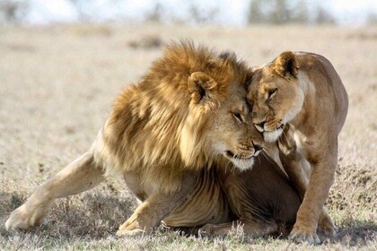 3-day Maasai Mara Safari Tour to see the big five and wildebeest migration
