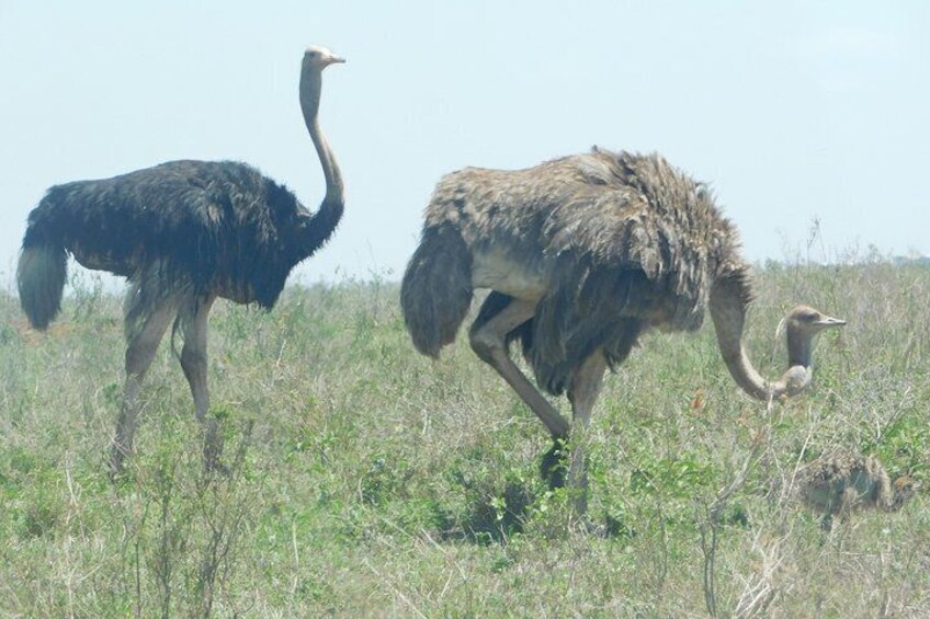 6 Days Kenya Allround Safari - Mombasa