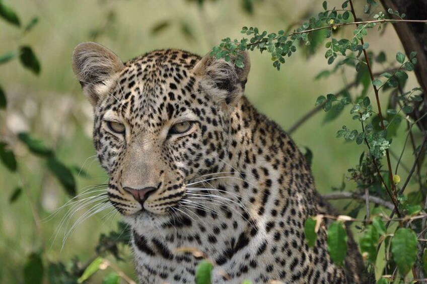 6 Days Kenya Allround Safari - Mombasa