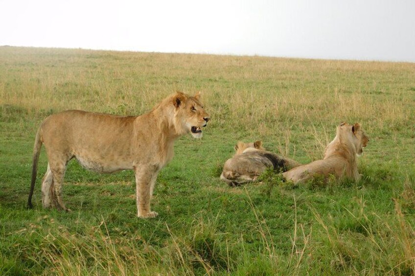 6 Days Kenya Allround Safari - Mombasa