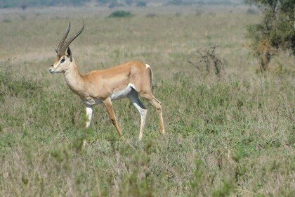 6 Days Kenya allround safari