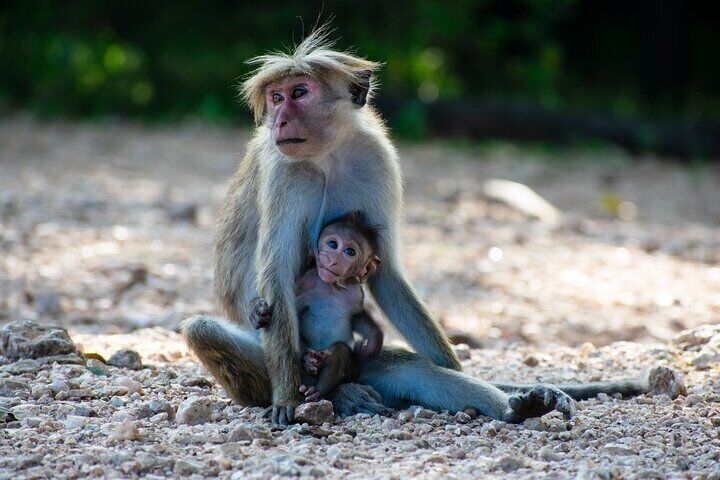 Udawalawe National Park — 4-Hour Private Jeep Safari