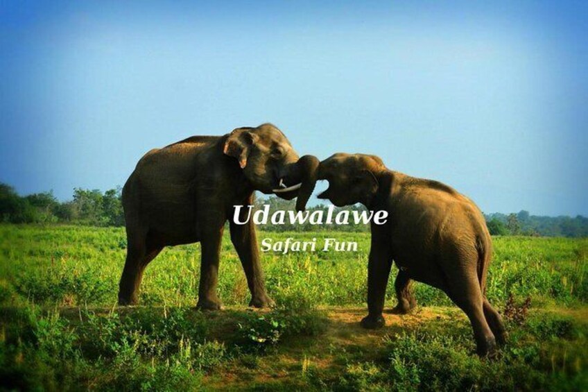 Udawalawe National Park 4 Hours Safari Tour