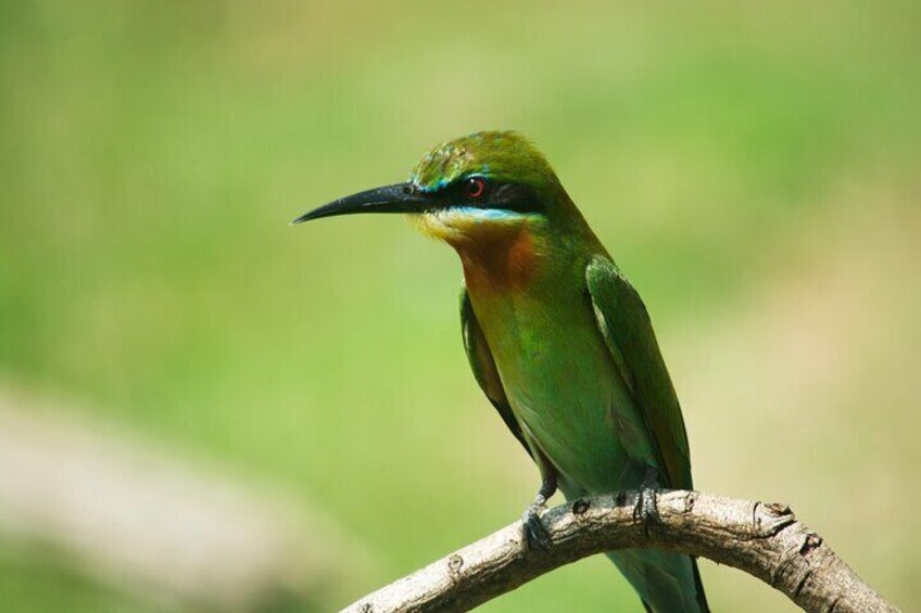 Udawalawe National Park | 4 Hours Safari Tour