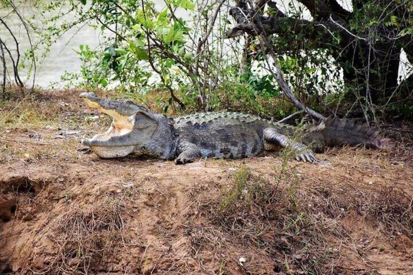 Udawalawe National Park | 4 Hours Private Safari Tour