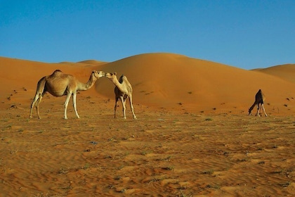 Oman Desert Experience - Wahiba Sands