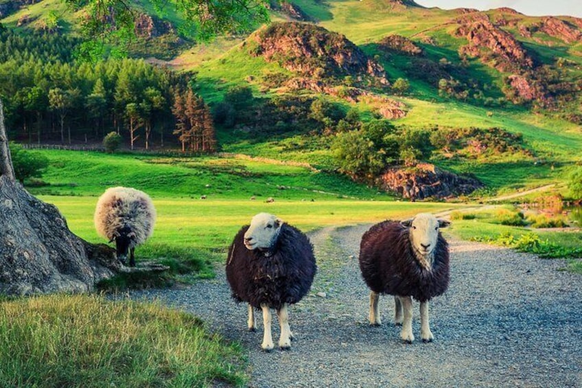 Windermere to Grasmere Mini Tour - Includes stop by Rydal Water at Badger Bar