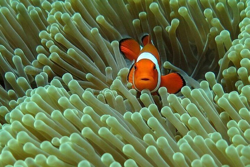 Bali Diving for Beginners: Tulamben Liberty Wreck