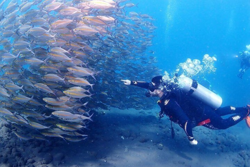 Bali Diving for Beginners: Tulamben Liberty Wreck