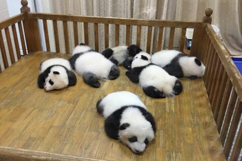 Half Day Private Tour: Chengdu Research Base of Giant Panda Breeding