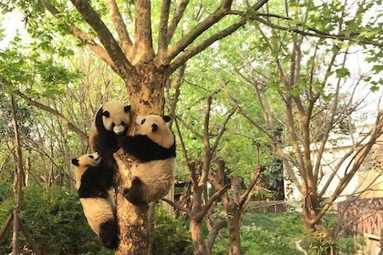 Half Day Private Tour: Chengdu Research Base of Giant Panda Breeding