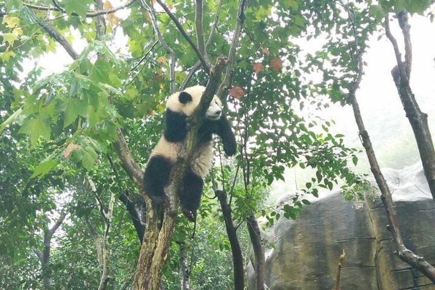 Half Day Private Tour: Chengdu Research Base of Giant Panda Breeding