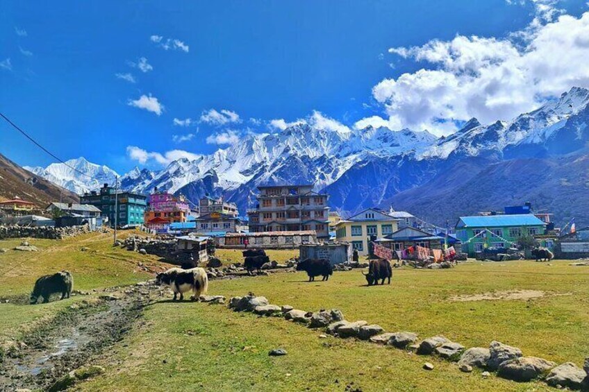 Kyanjin Gompa