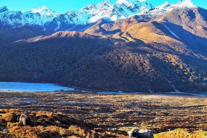 Yak at Kyanjin