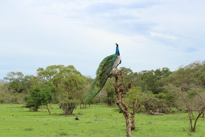 Peacock in yala