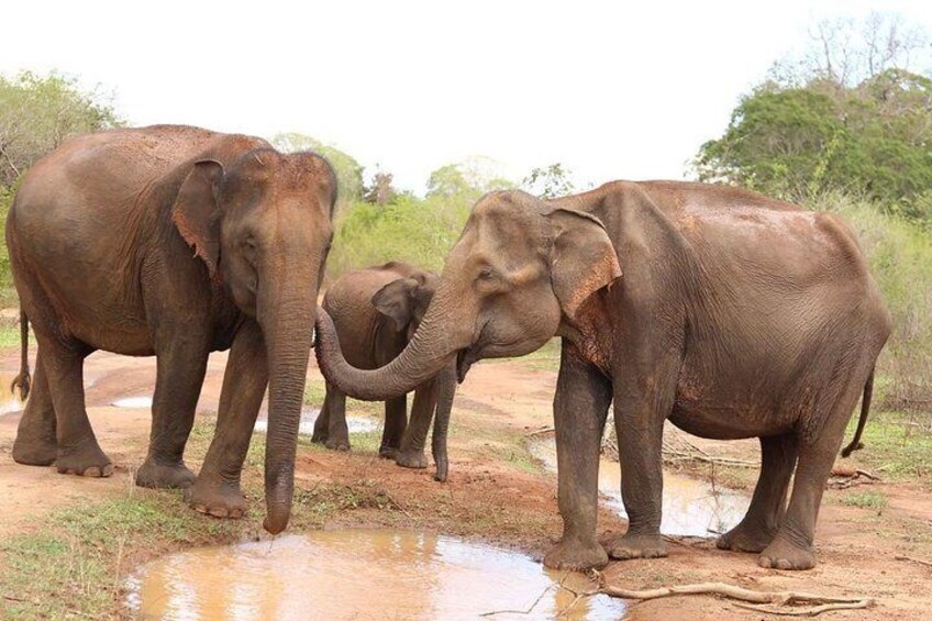 Wild elephants at Udawalawa