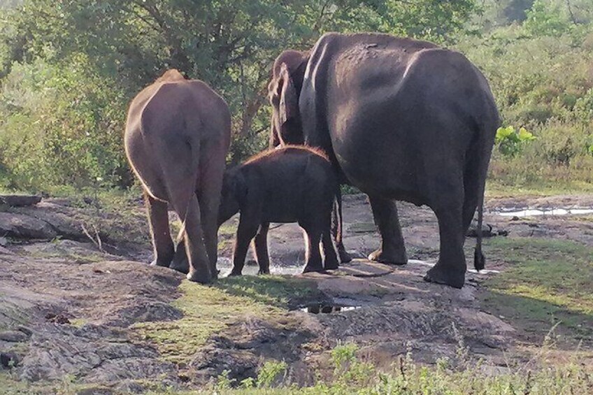 Paradise Udawalawe Safari Tours