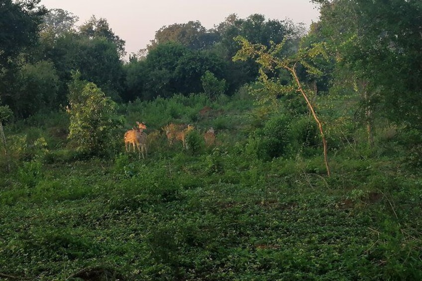 Paradise Udawalawe Safari Tours