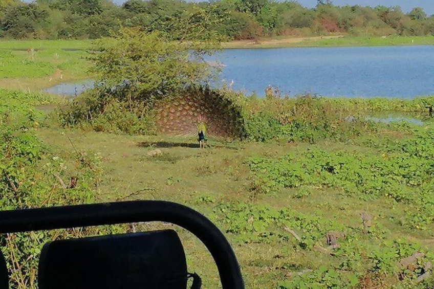 Paradise Udawalawe Safari Tours