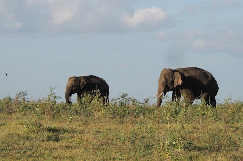 Kaudulla National Park