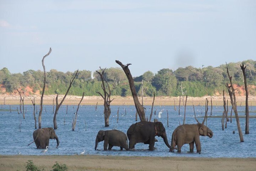 Kaudulla National Park