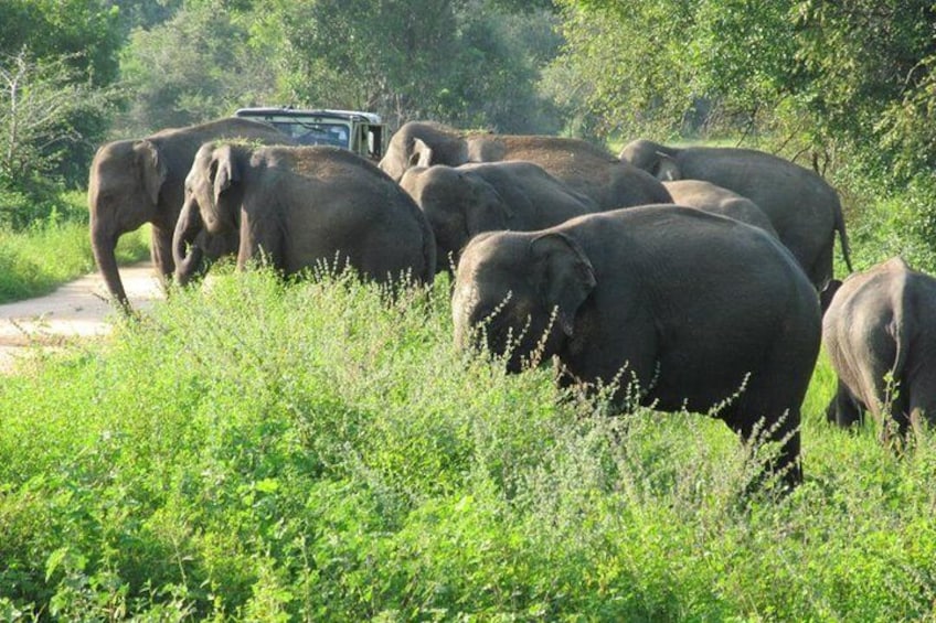 Wasgamuwa National Park