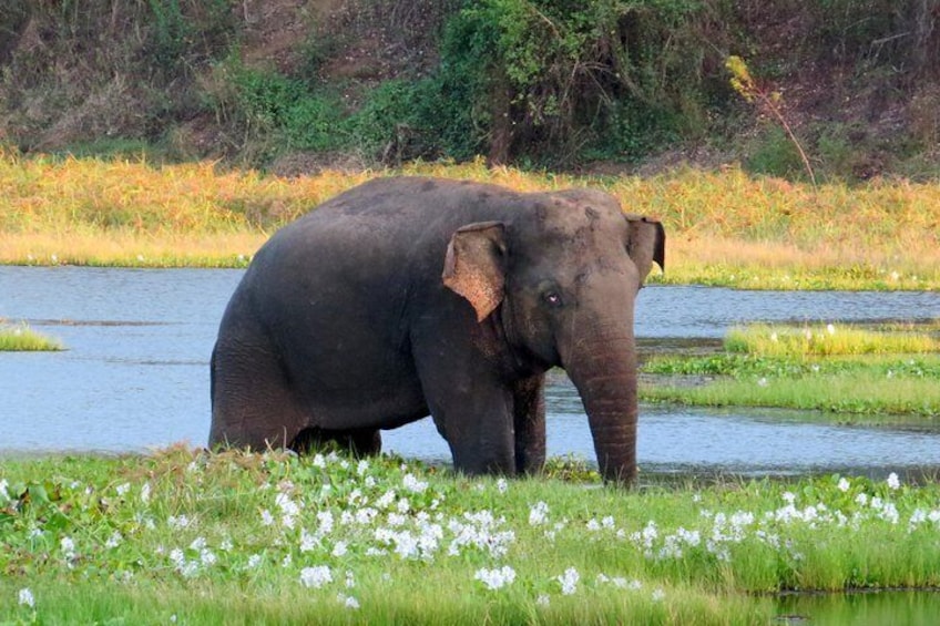 Wasgamuwa National Park