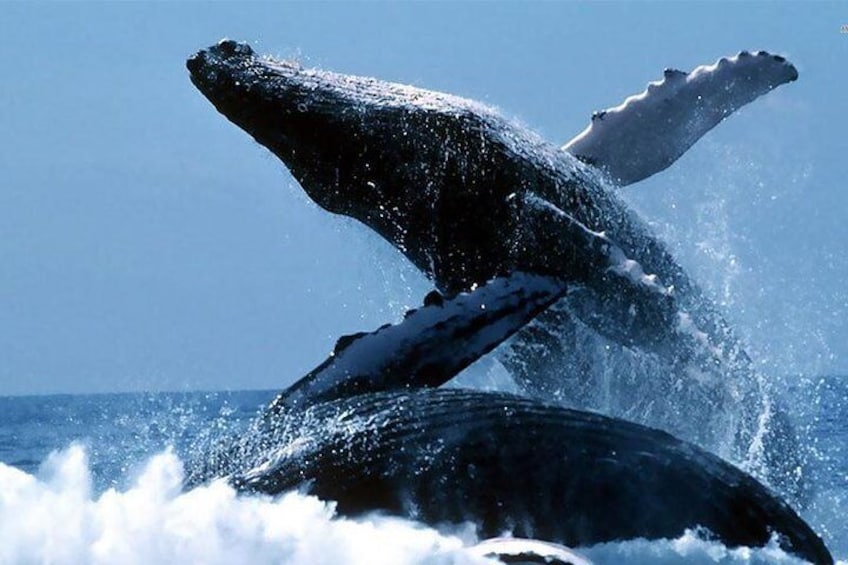 Mirissa
Whale watching