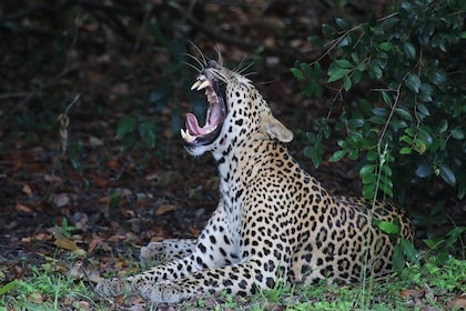 Sri Lanka tours 12-Day wildlife Tour with driver,Car or Van and accommodati...