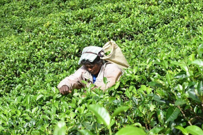 Tea Plantation 