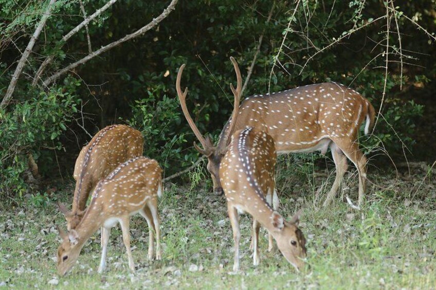 Minneriya National Park