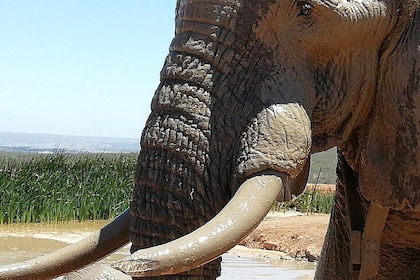 Addo Elephant Park Day Visit Plus 2 Hours in Open Vehicle with Park Ranger