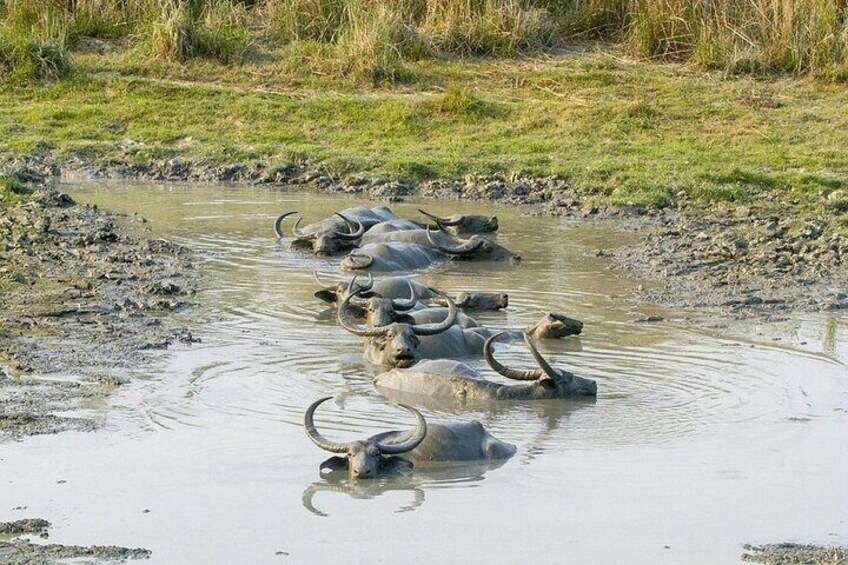 Meghalaya With Kaziranga