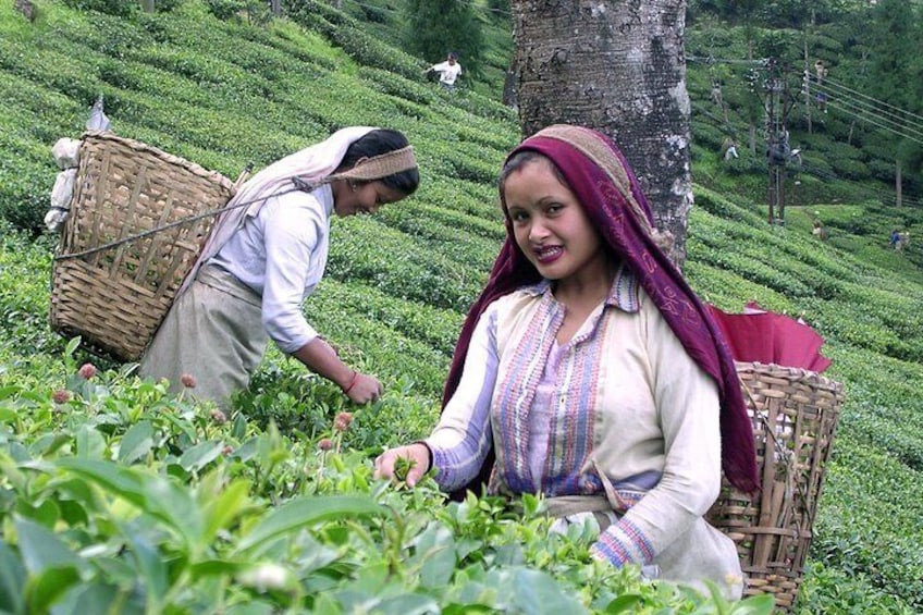 Darjeeling Exquisite Estate Tour