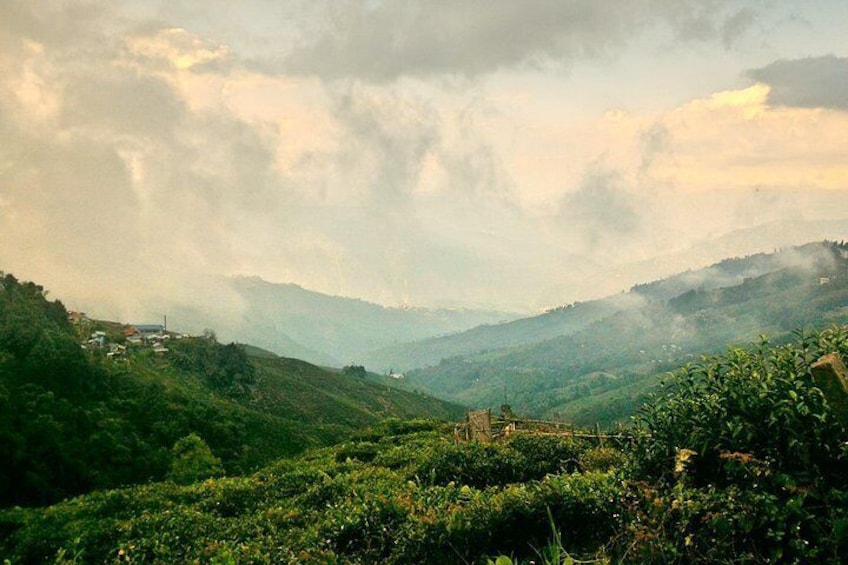 Darjeeling Exquisite Estate Tour