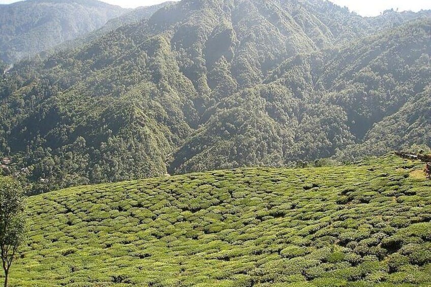 Mesmerizing Darjeeling & Gangtok